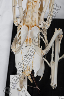 Chicken skeleton chicken skeleton 0097.jpg